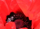Juni 018  Mohn